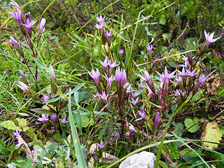 Gentianella pilosa