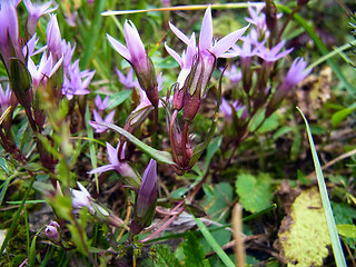 Gentianella pilosa