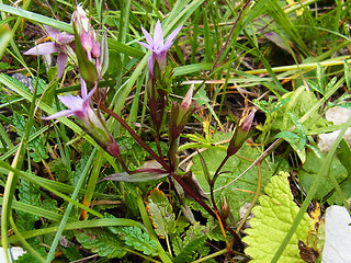 Gentianella pilosa