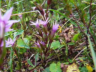 Gentianella pilosa