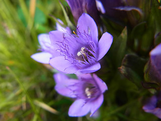 Gentianella praecox