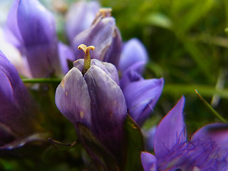 Gentianella praecox