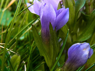 Gentianella praecox