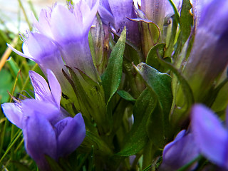 Gentianella praecox