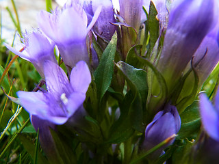 Gentianella praecox