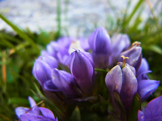 Gentianella praecox