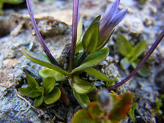 Gentianella tenella