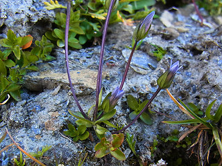 Gentianella tenella