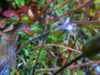 Gentianella tenella