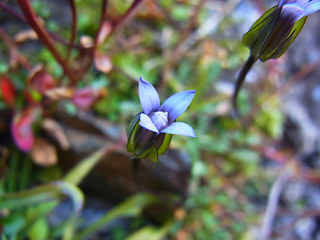 Gentianella tenella