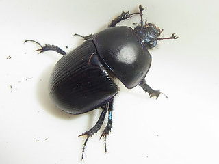 Geotrupes spiniger
