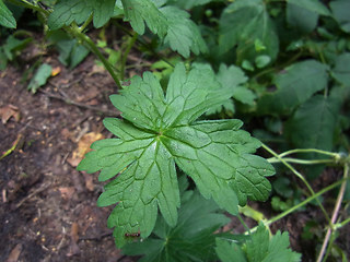 Geranium palustre