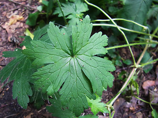 Geranium palustre