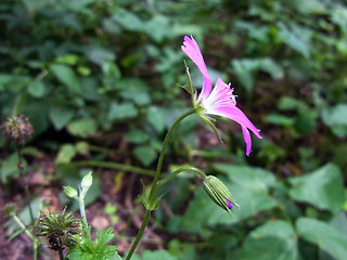 Geranium palustre