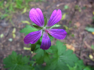 Geranium palustre