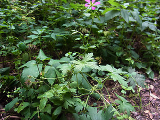 Geranium palustre