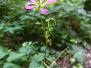 Geranium palustre