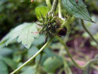 Geranium palustre