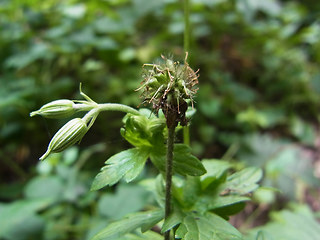 Geranium palustre