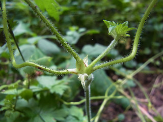 Geranium palustre