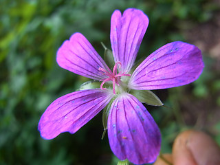 Geranium palustre