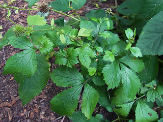 Geranium palustre