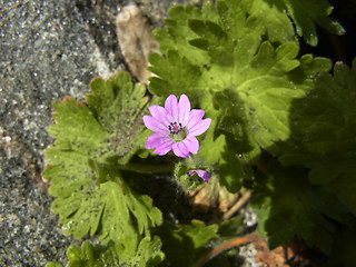 Geranium pyrenaicum