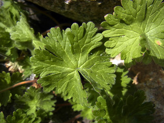 Geranium pyrenaicum