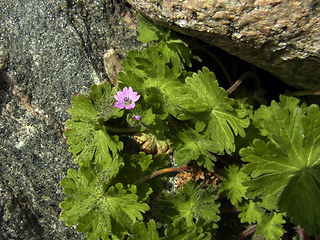 Geranium pyrenaicum