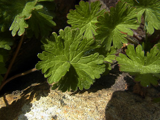 Geranium pyrenaicum