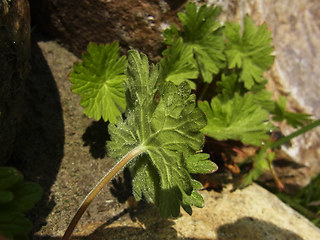 Geranium pyrenaicum