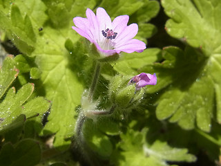 Geranium pyrenaicum