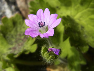 Geranium pyrenaicum