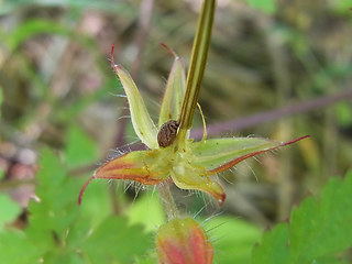 Geranium robertianum