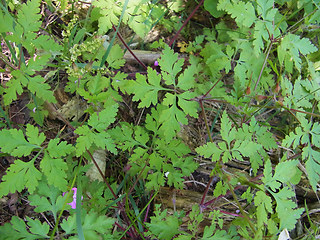 Geranium robertianum