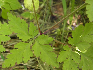 Geranium robertianum