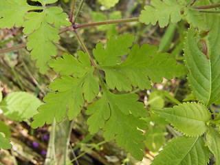 Geranium robertianum