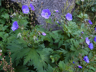 Geranium sylvaticum