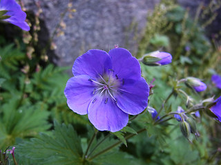 Geranium sylvaticum