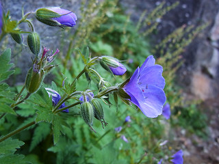 Geranium sylvaticum