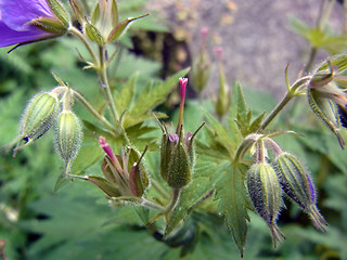 Geranium sylvaticum