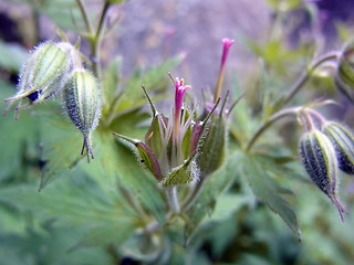 Geranium sylvaticum