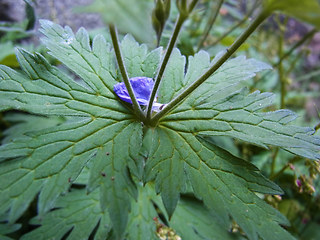 Geranium sylvaticum