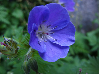 Geranium sylvaticum