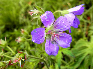 Geranium sylvaticum