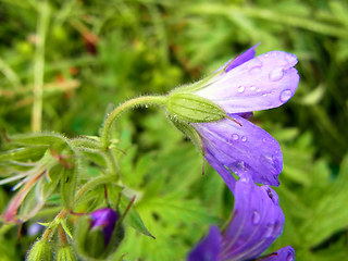 Geranium sylvaticum