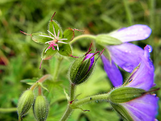 Geranium sylvaticum