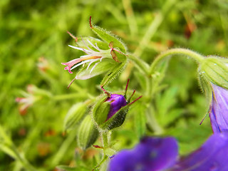 Geranium sylvaticum