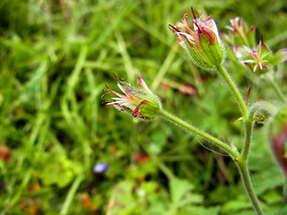 Geranium sylvaticum