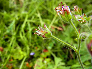 Geranium sylvaticum